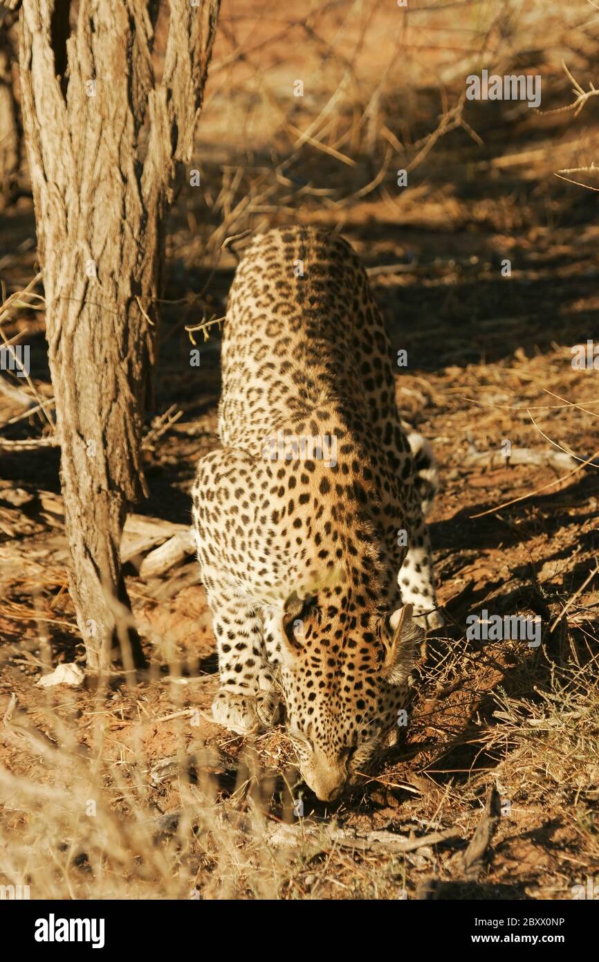 Leopardo, Kalahari, Sudafrica Foto Stock