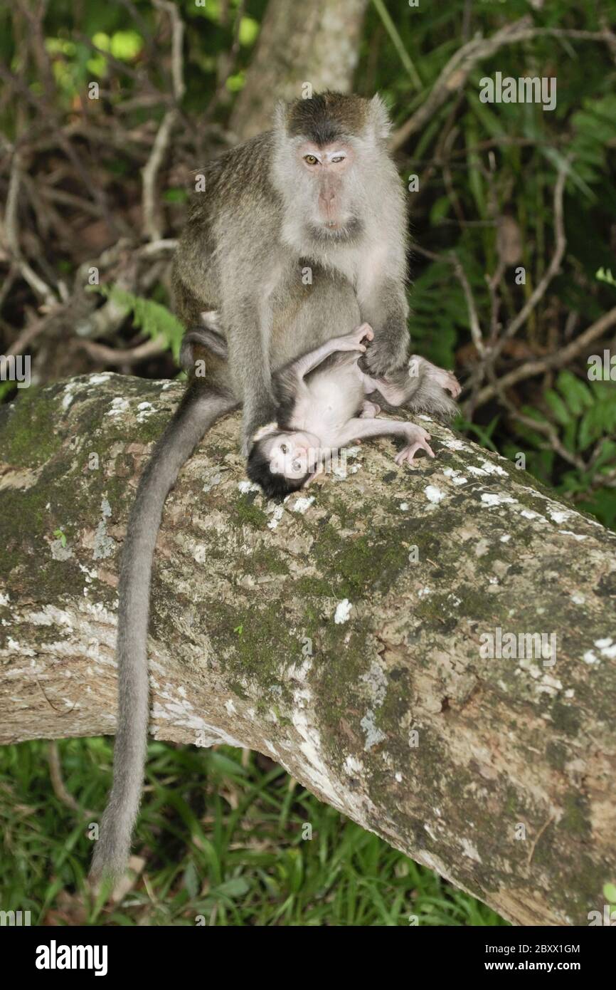 Macaco a lunga taile, Macaca fascicularis, scimmia cynomolgus Foto Stock