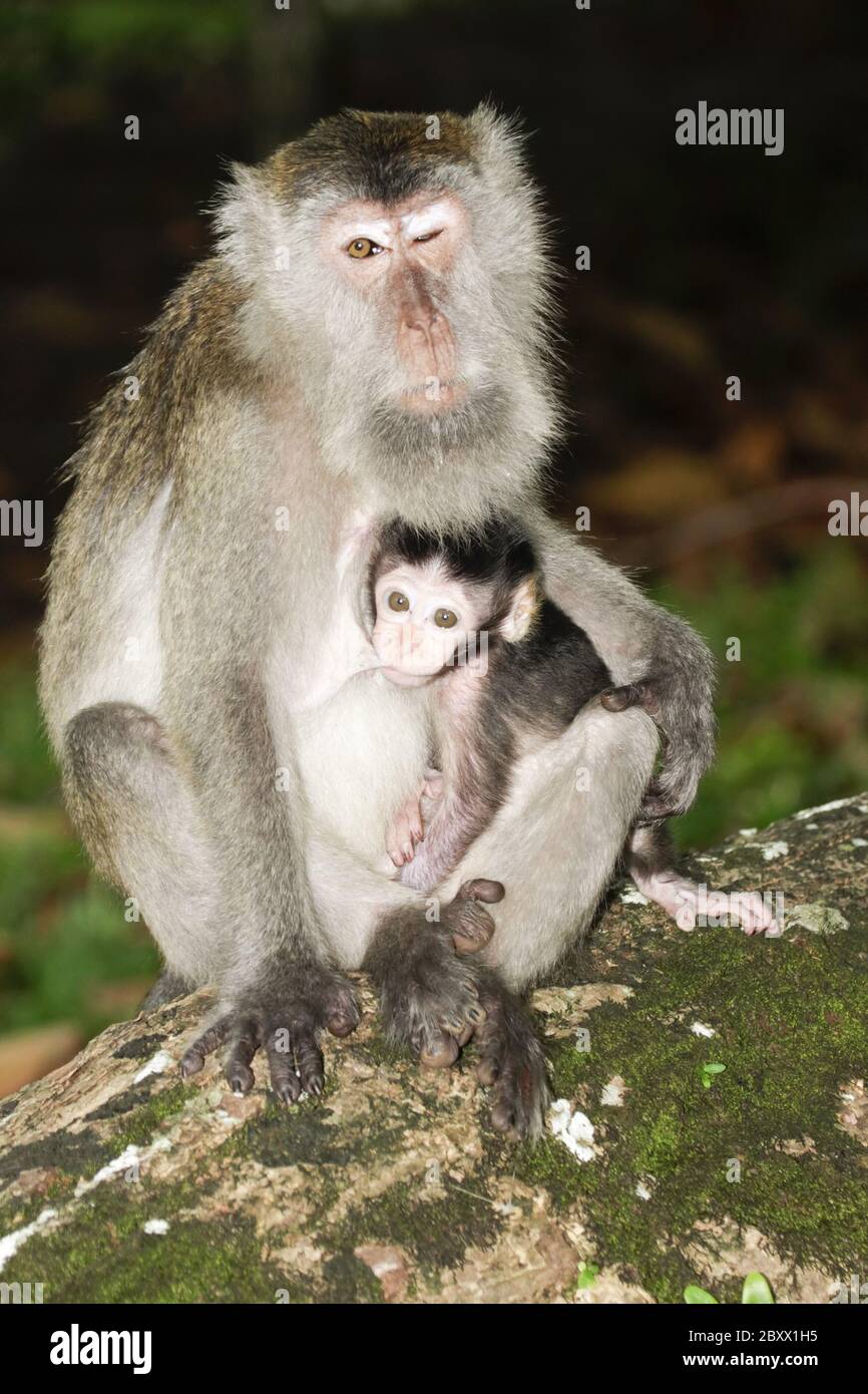 Macaco a lunga taile, Macaca fascicularis, scimmia cynomolgus Foto Stock