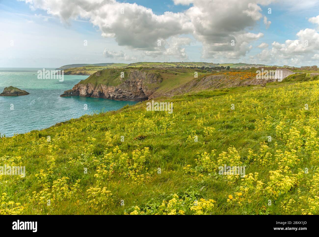 Riserva naturale nazionale di Berry Head, Torbay, Inghilterra, Regno Unito Foto Stock