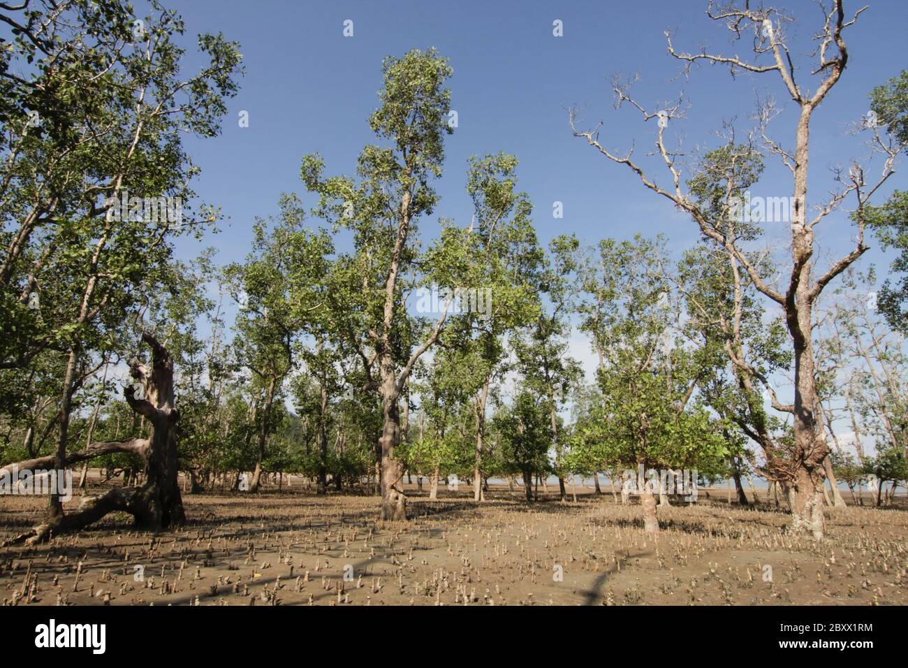 Mangrovie, Bako NP, Borneo. Malesia Foto Stock
