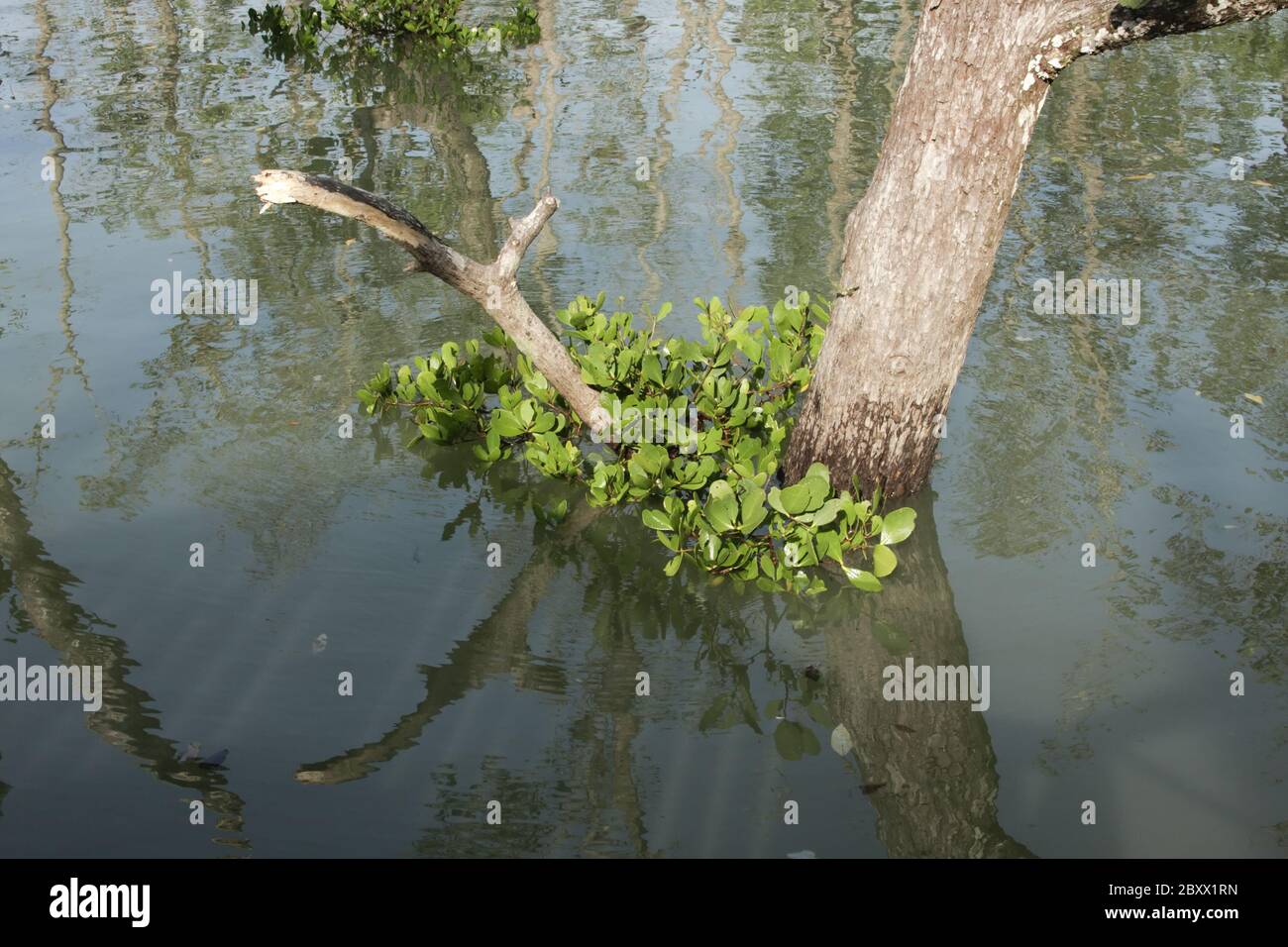 Mangrovie-Mangroven - Bako NP - Borneo-Malesia Foto Stock