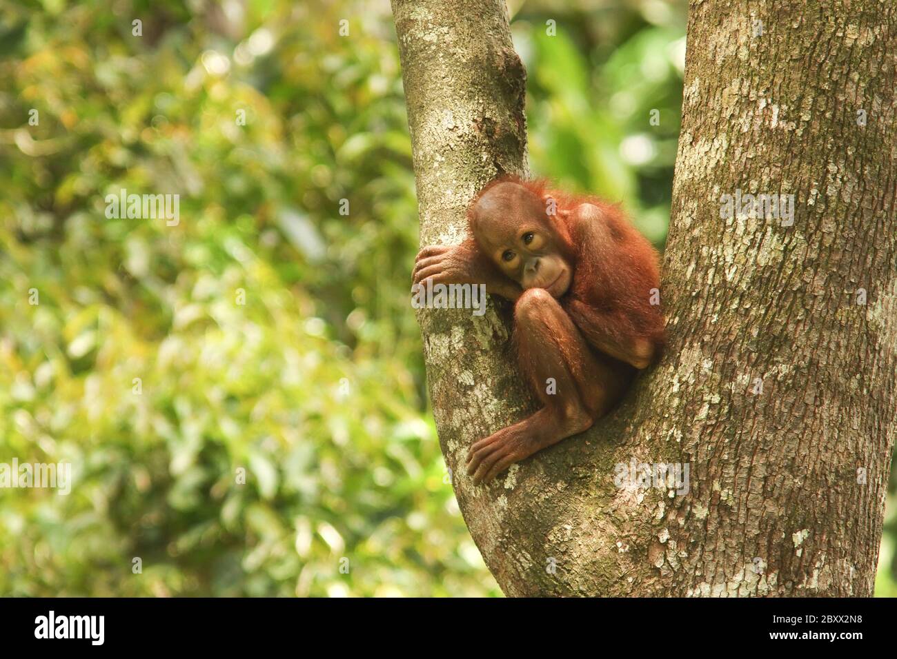 Orang-Utan, Borneo, Malesia Foto Stock