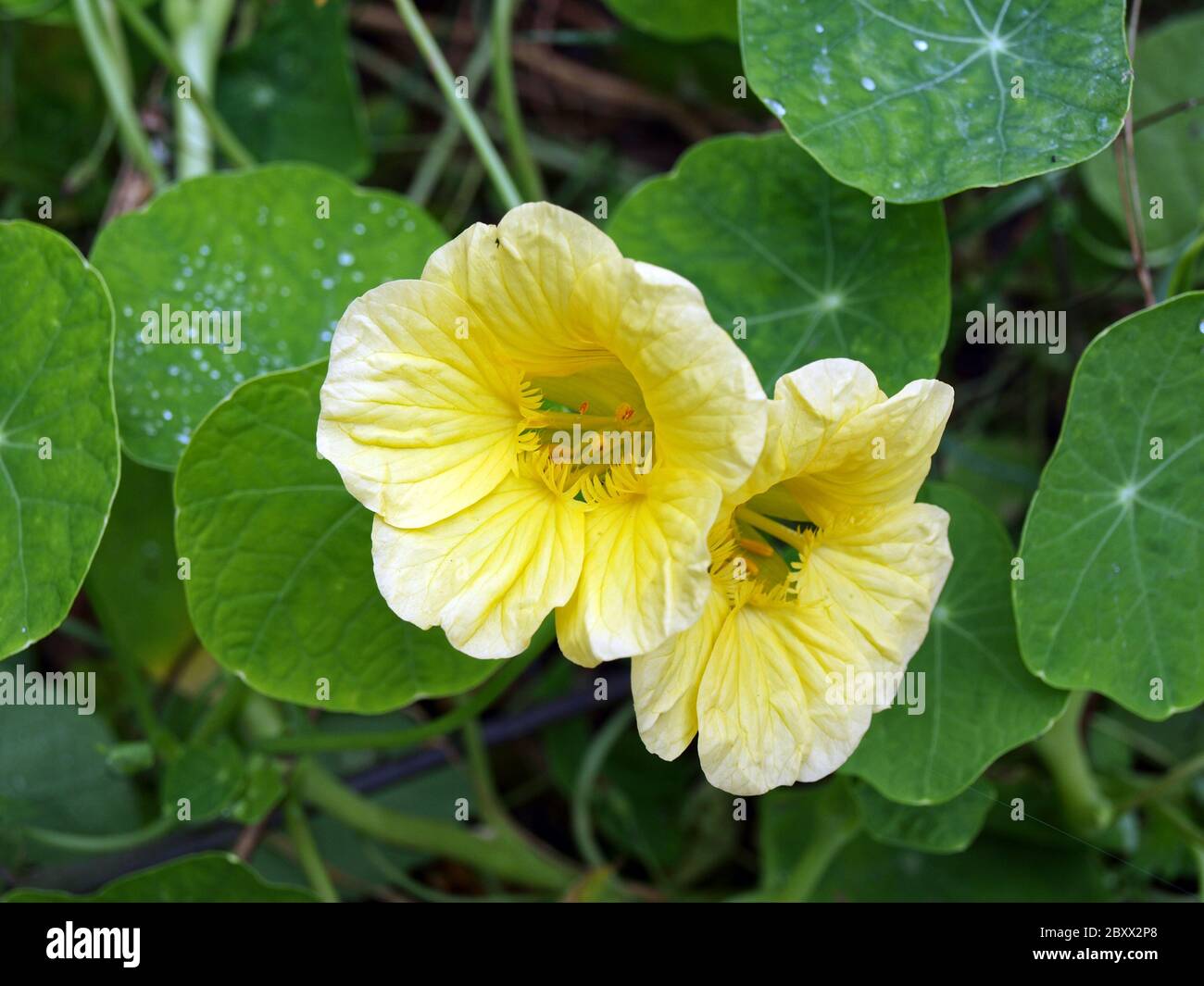 Fiori di nasturzio giallo pallido che fioriscono nel giardino Foto Stock