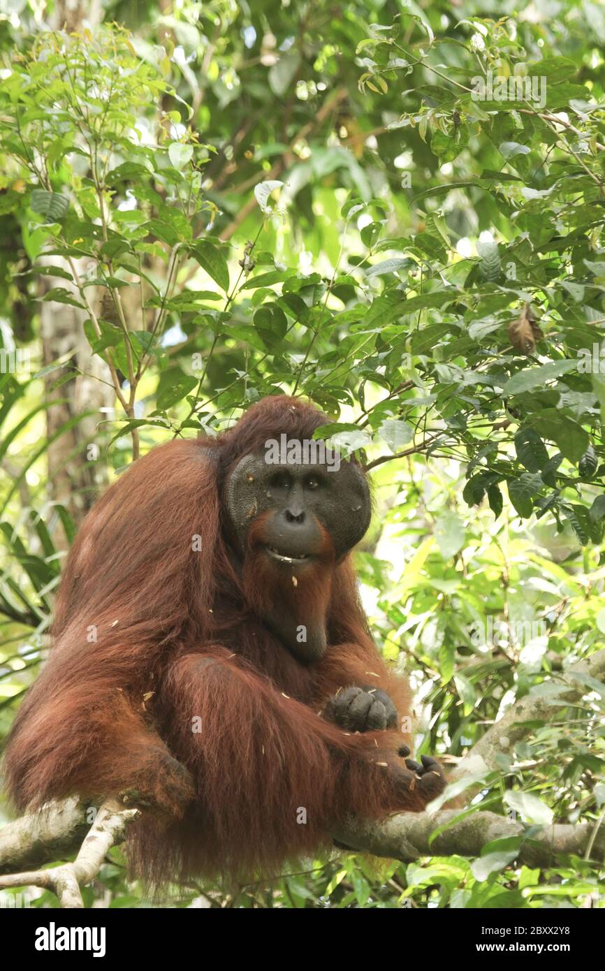 Orang-Utan, Borneo, Malesia Foto Stock