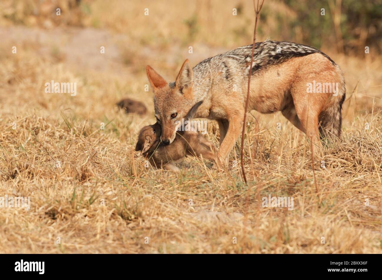 Jackal (Canis mesomelas), cuccioli e mamma Foto Stock