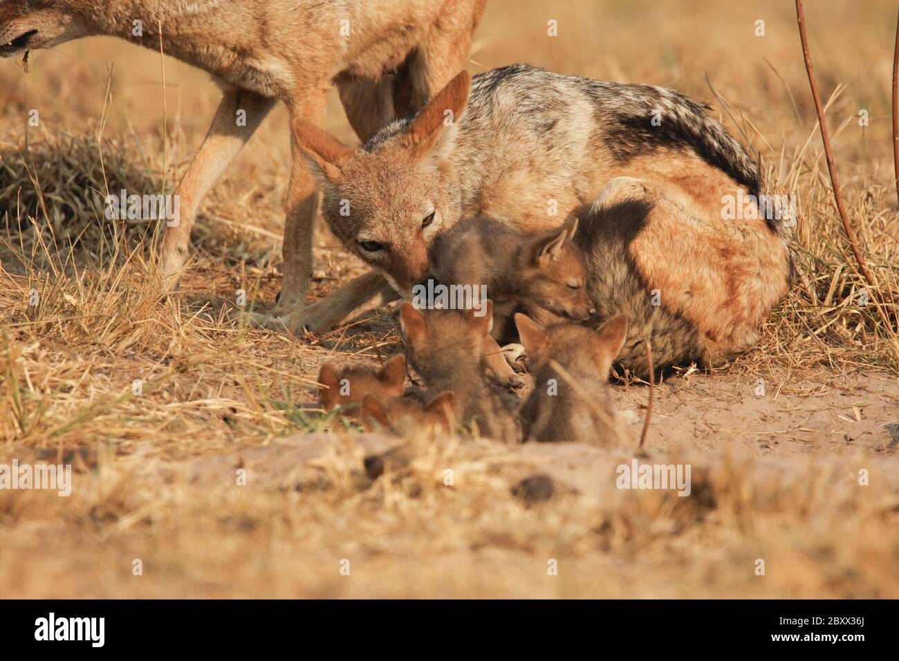 Jackal (Canis mesomelas), cuccioli e mamma Foto Stock
