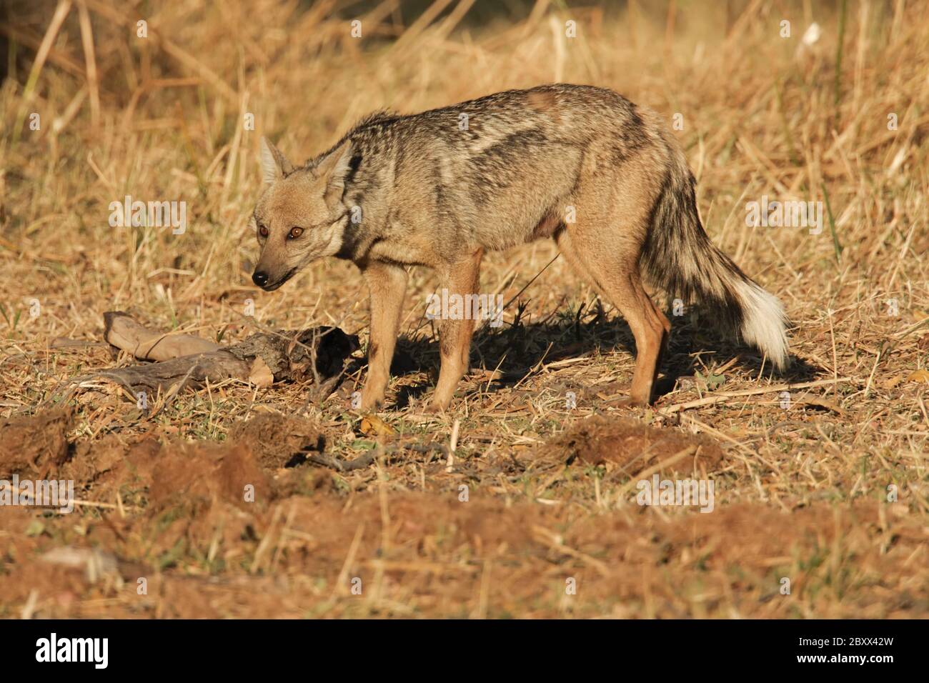 Jackal a righe Foto Stock