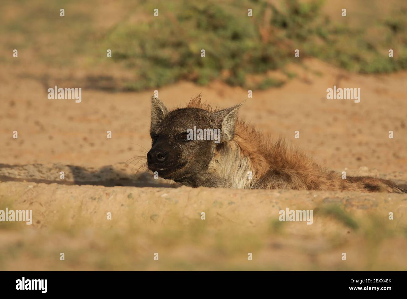 Spotted Hyena - bagni - Kalahari-Sudafrica Foto Stock