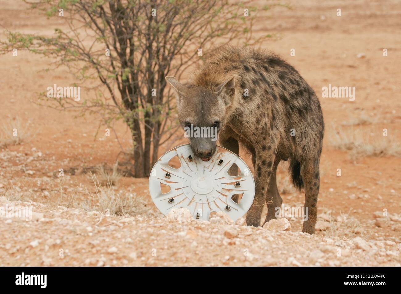 Spotted Hyena - giocare - Kalahari-Sudafrica Foto Stock