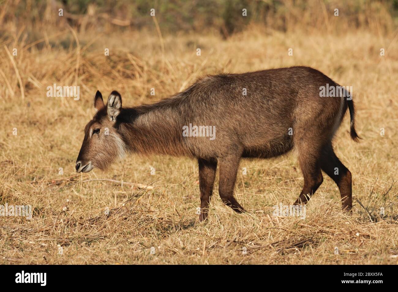 Elliptsen waterbuck, Kobus ellissiprymnus ellissiprymnus, Sudafrica Foto Stock