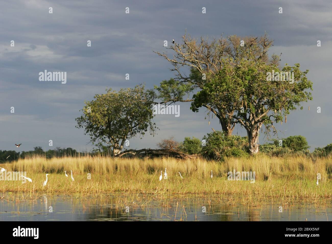 Palude-Okavango Foto Stock