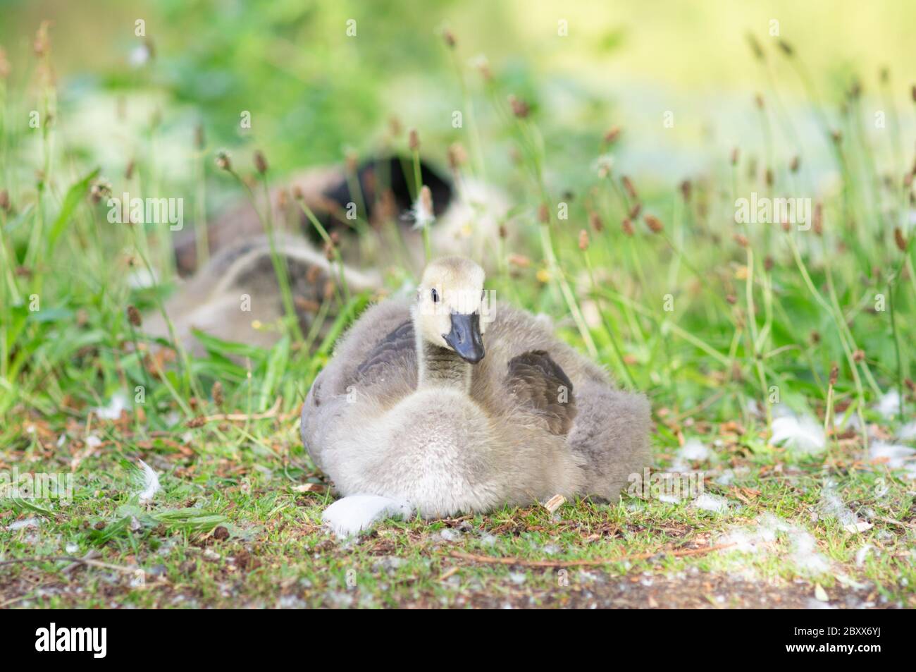 Canada Goose gosling su erba Foto Stock