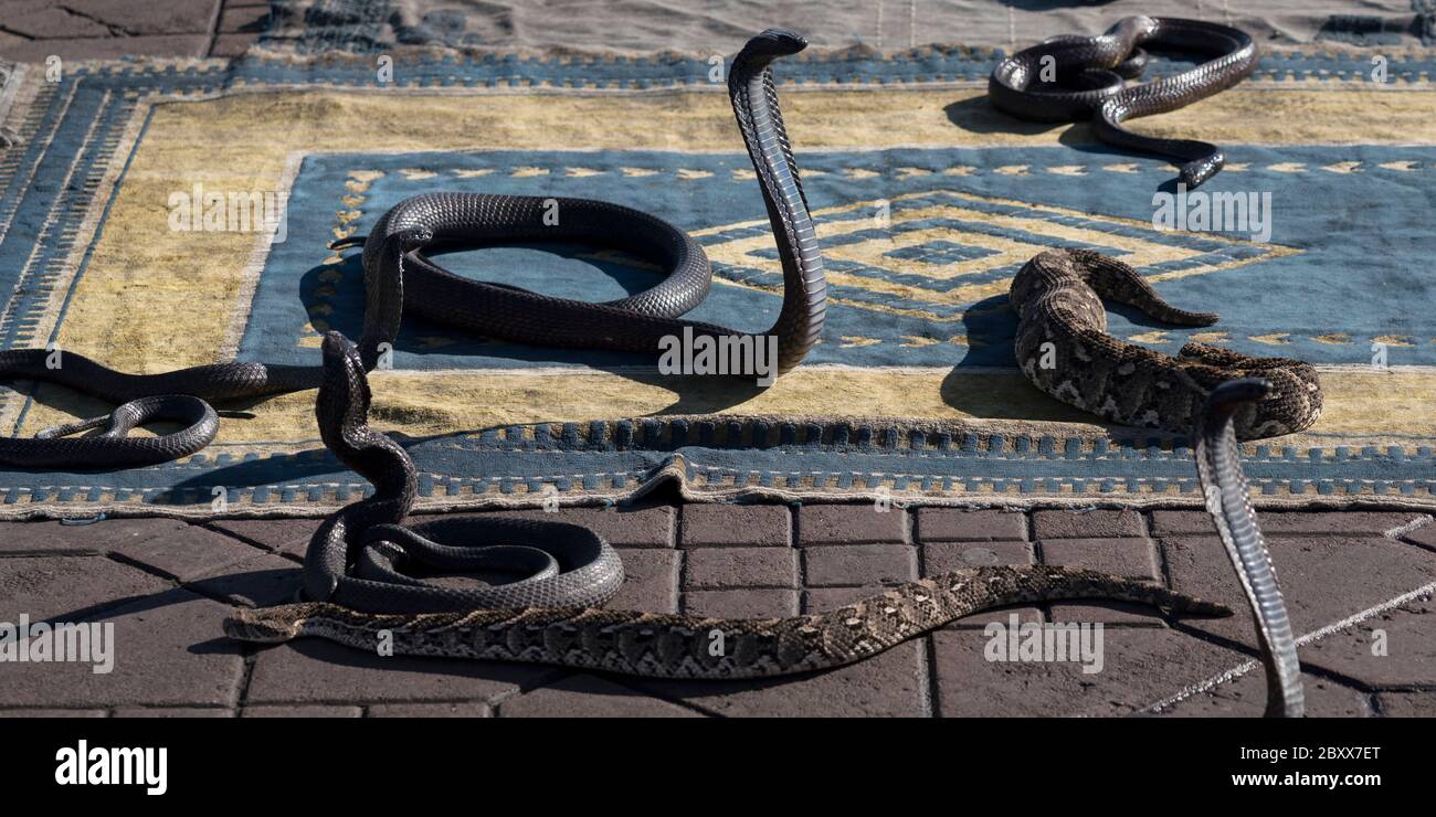 Cobra per i coccolatori di serpenti in piazza Djemaa el Fna a Marrakech, Marocco Foto Stock