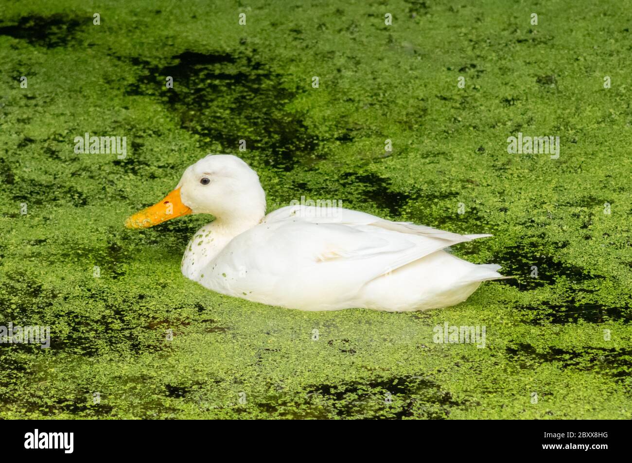 Anatra bianca di mallard sull'acqua Foto Stock