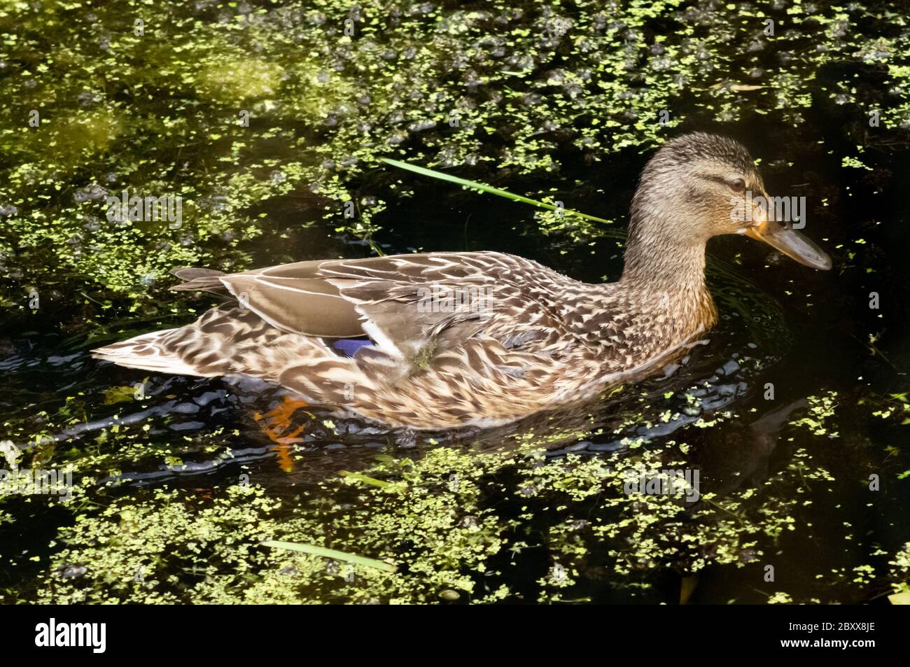 Femmina anatidae anatidae anatidae anatidae gallina in acqua nuoto paddle Foto Stock