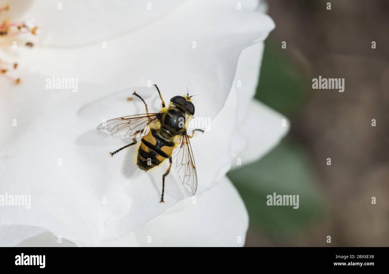Il Batman Hoverfly (Myathropa florea) una specie comune di hoverfly di primavera del Regno Unito Foto Stock