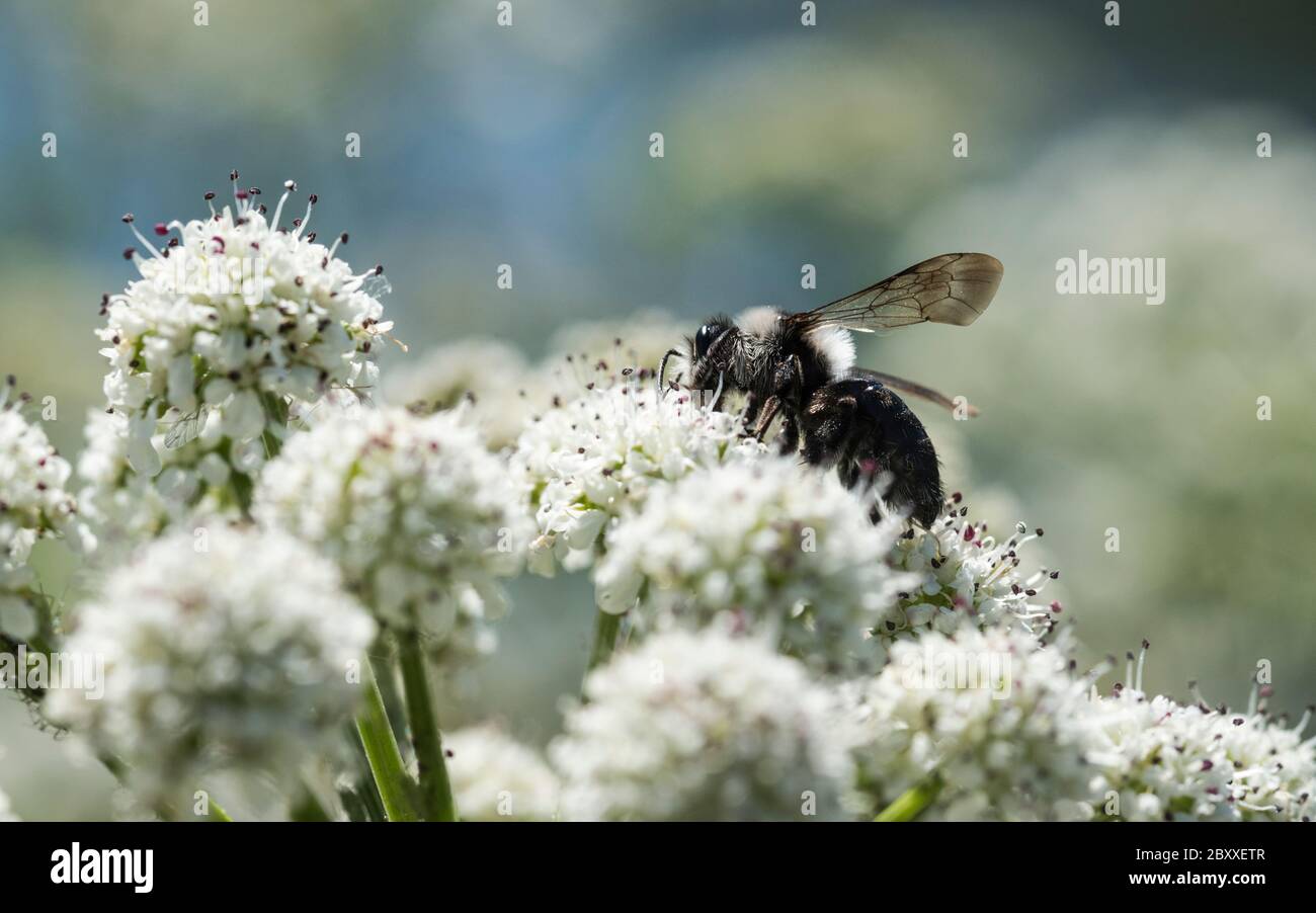 Foraging Ashy Mining Bee (Andrena cineraria) Foto Stock