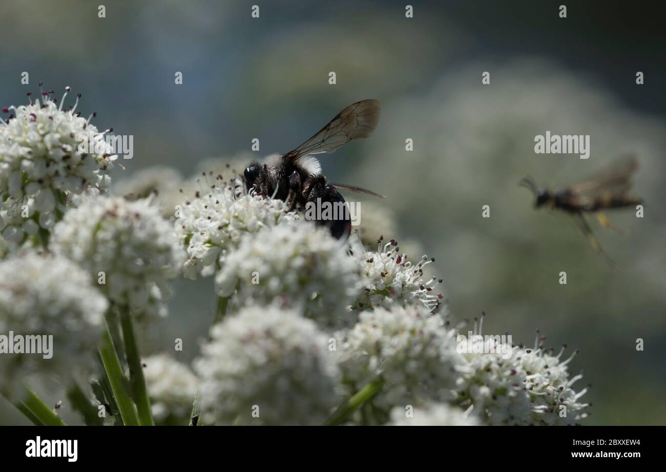 Foraging Ashy Mining Bee (Andrena cineraria) Foto Stock