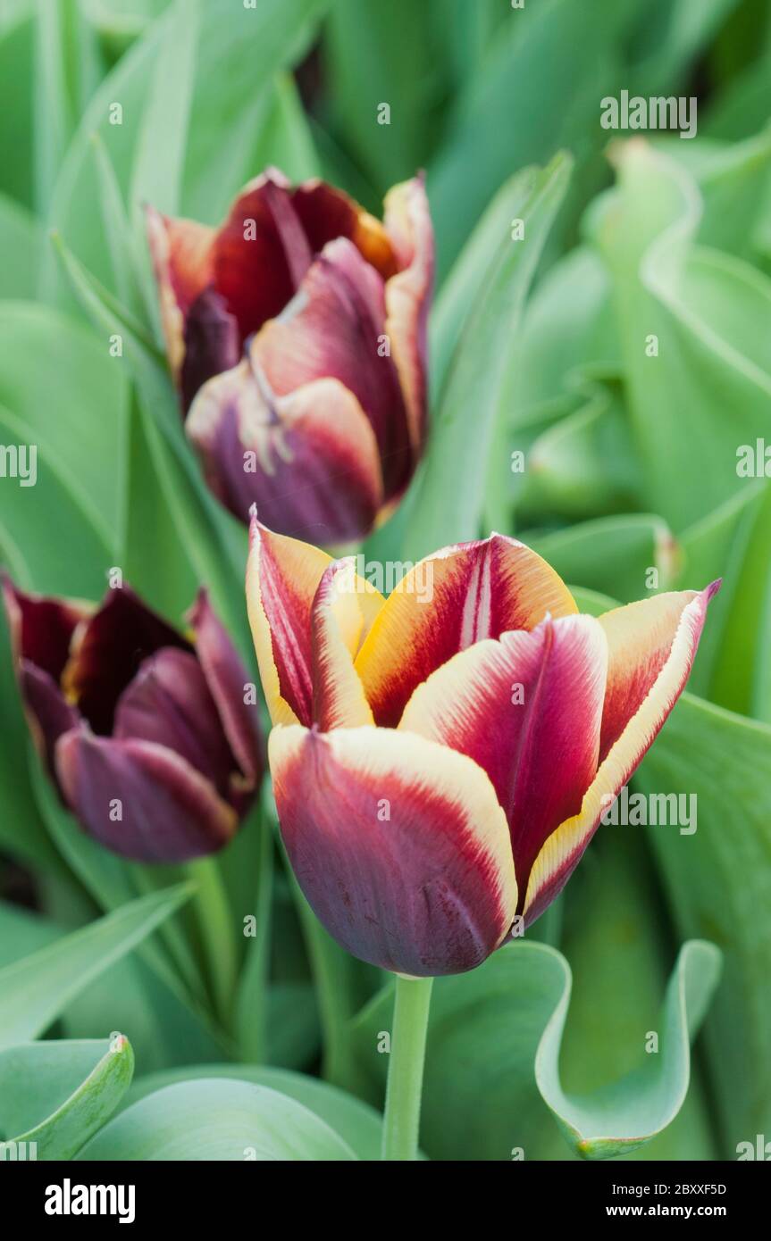 Primo piano del gruppo di tulipa Gavota. Un unico tulipano fiorito scuro di borgogna e giallo pallido appartenente al gruppo trionfale dei tulipani Divisione 3 Foto Stock