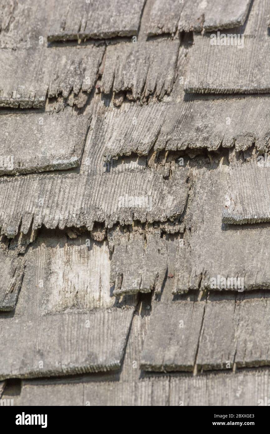 Vento e pioggia hanno danneggiato vecchio legno di agitare tetto / legno in scarsa riparazione, e ha bisogno di sostituzione. Metafora malattia mentale, persona flaky, ha ottenuto un'ardesia sciolta. Foto Stock
