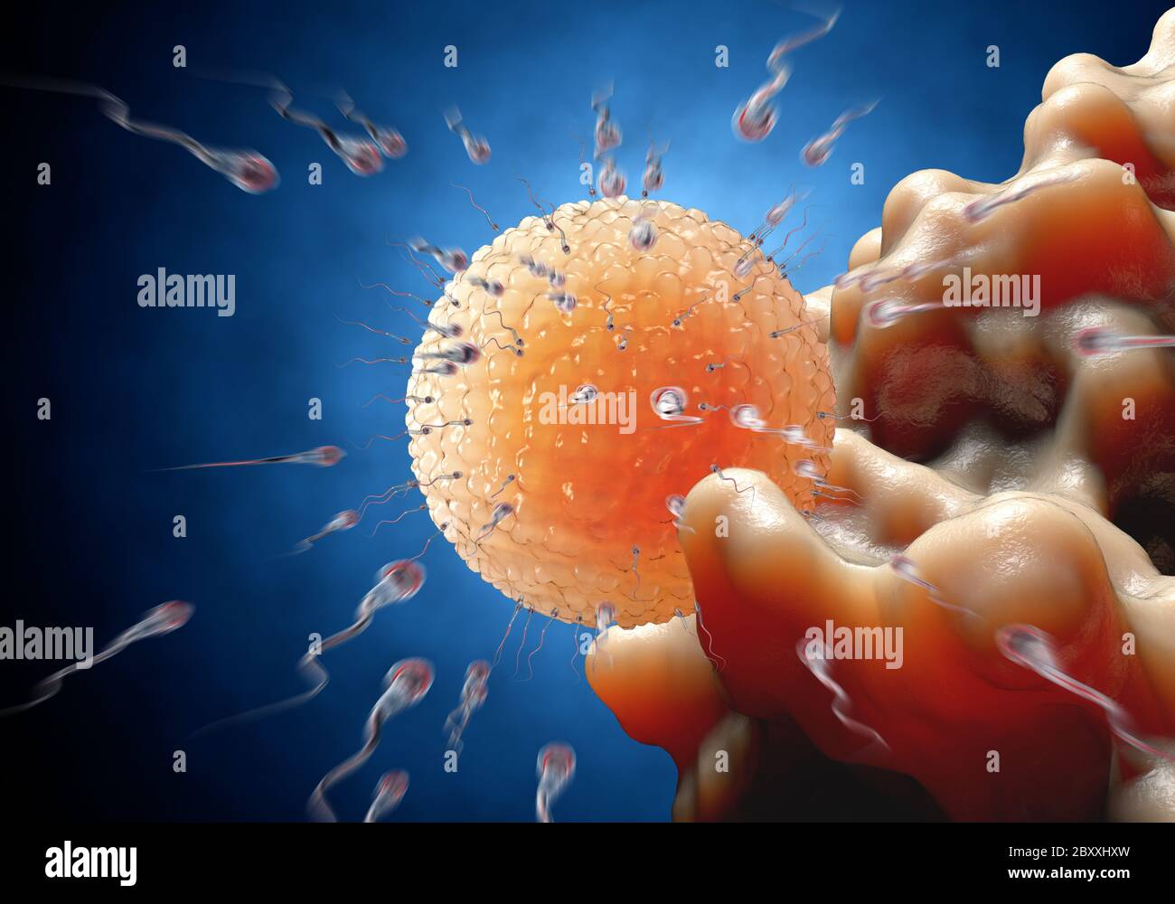 Spermatozoi, spermatozoi, galleggianti all'ovulo. rappresentazione 3d, illustrazione Foto Stock