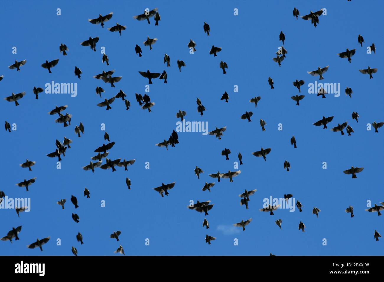 Un grande Gregge di storno uccelli Foto Stock