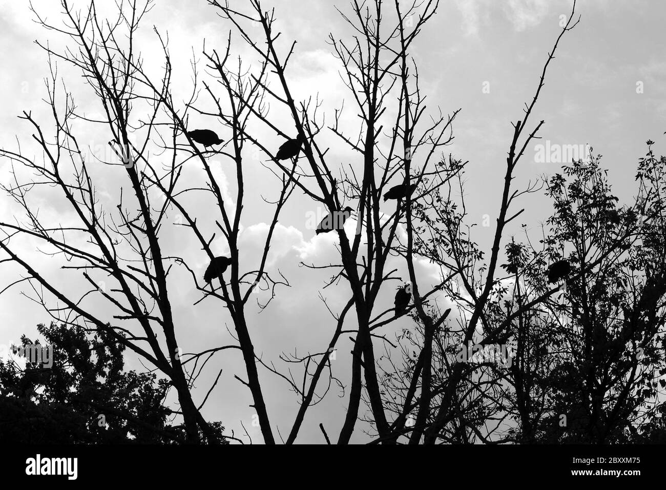 Un mazzetto di avvoltoi in una silhouette ad albero Foto Stock