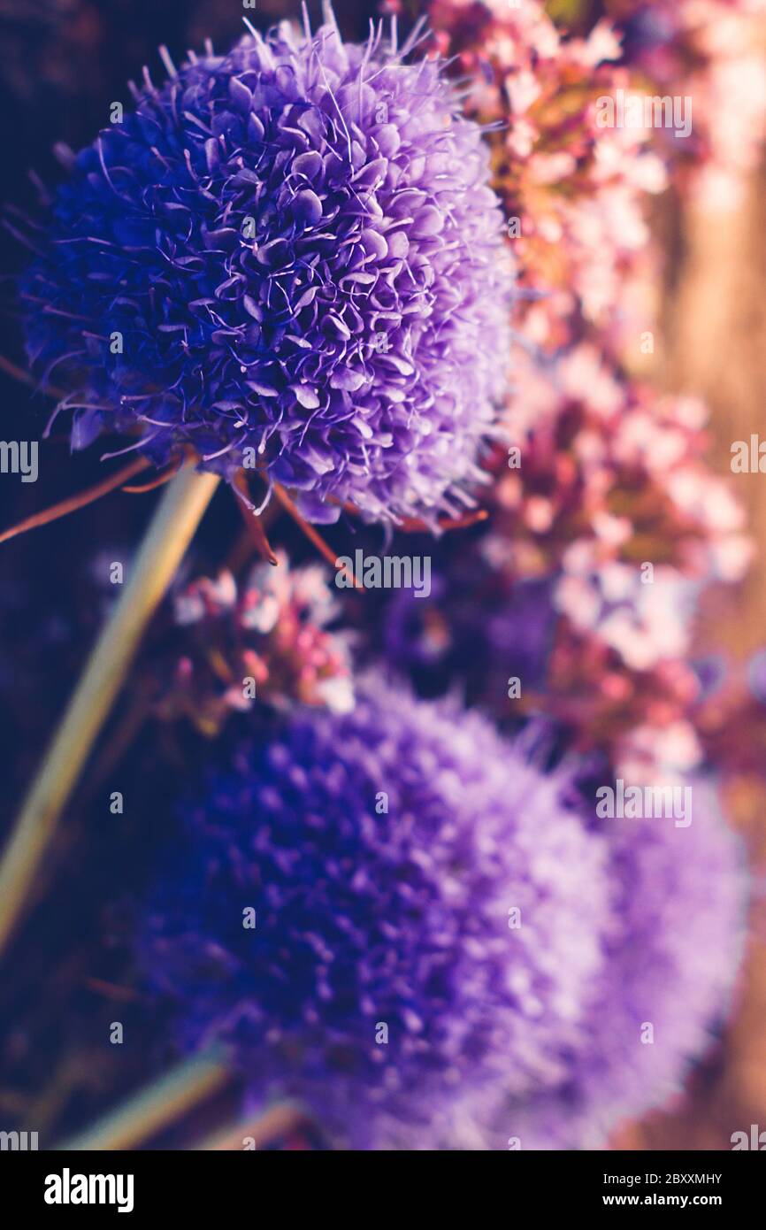 Primo piano di echinops. Fiori selvatici bouquet estivo Foto Stock