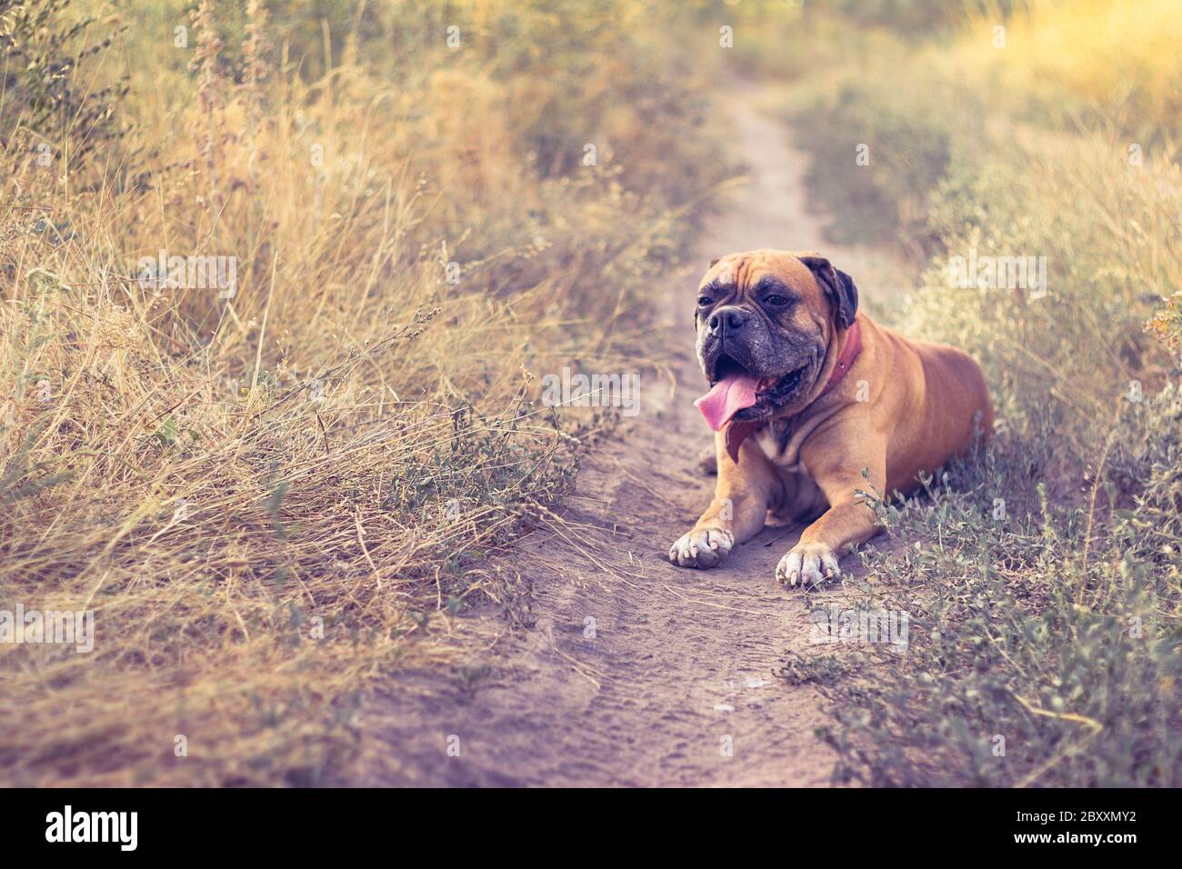 Il vecchio cane di boxer stanco giace in campo di erba gialla Foto Stock