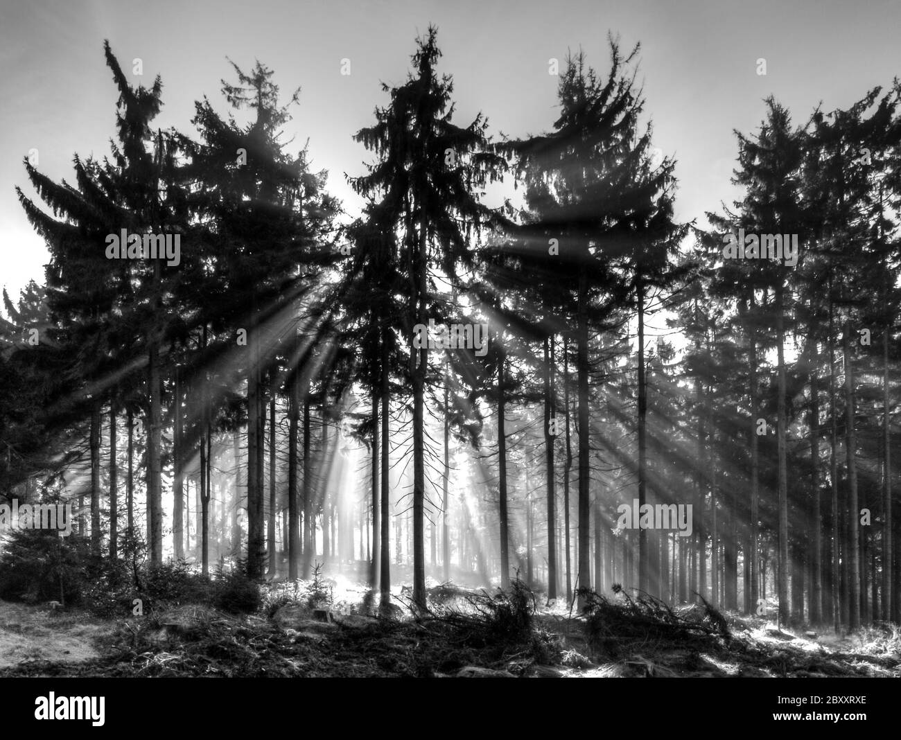 Raggi di sole luminosi che brillano attraverso la foresta di abete rosso. Immagine in bianco e nero. Foto Stock