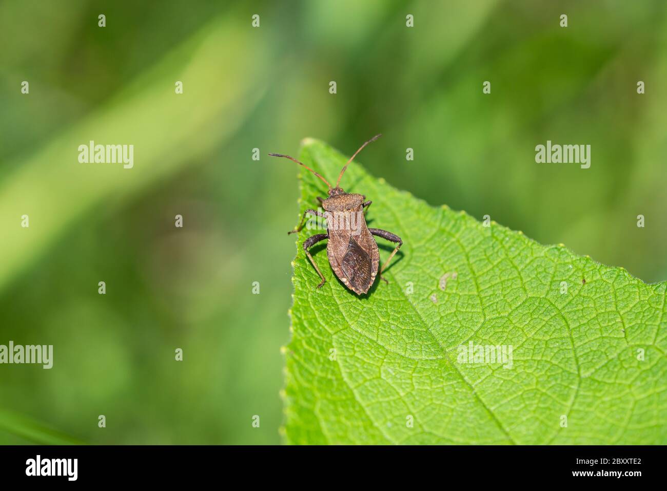 Helmeted Squash Bug in Springtime Foto Stock