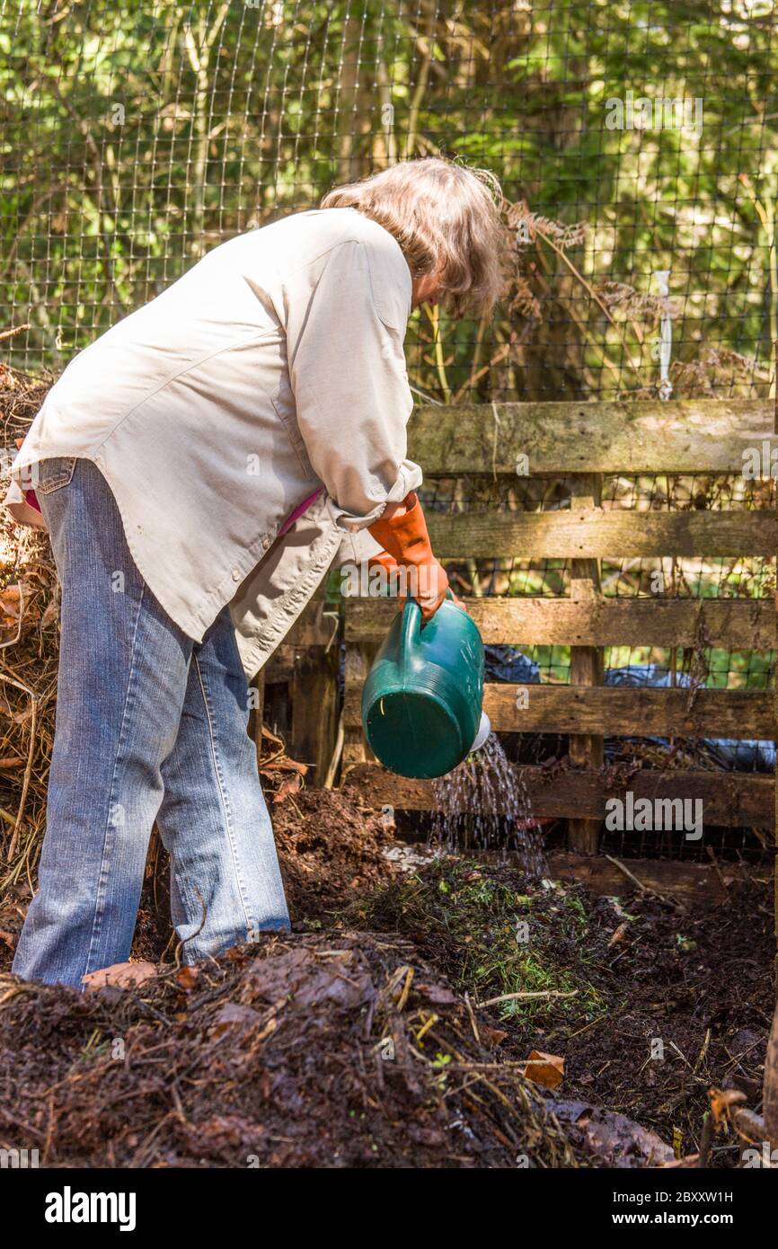 Donna che versa l'acqua su un palo di composto fino a che non ha il contenuto di umidità di una spugna umida Foto Stock