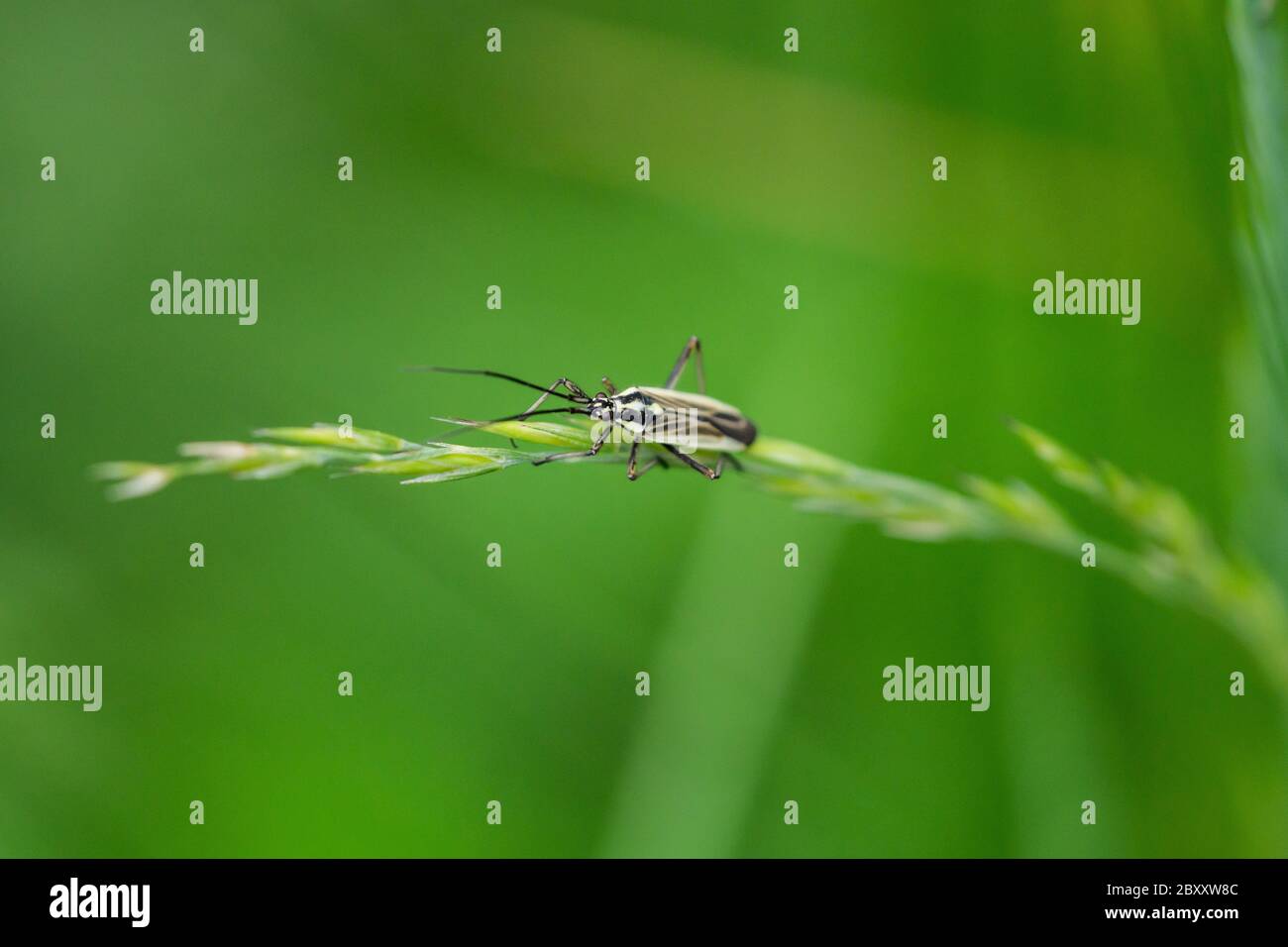 Prato pianta Bug in Springtime Foto Stock