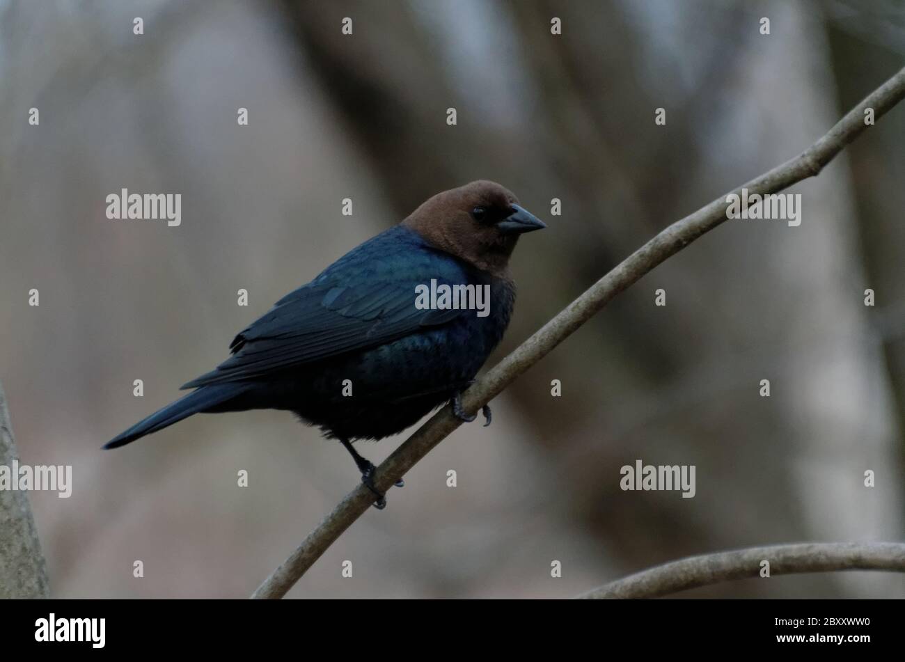 Cowbird (Molothrus ater) a testa marrone arroccato su un ramo di albero Foto Stock