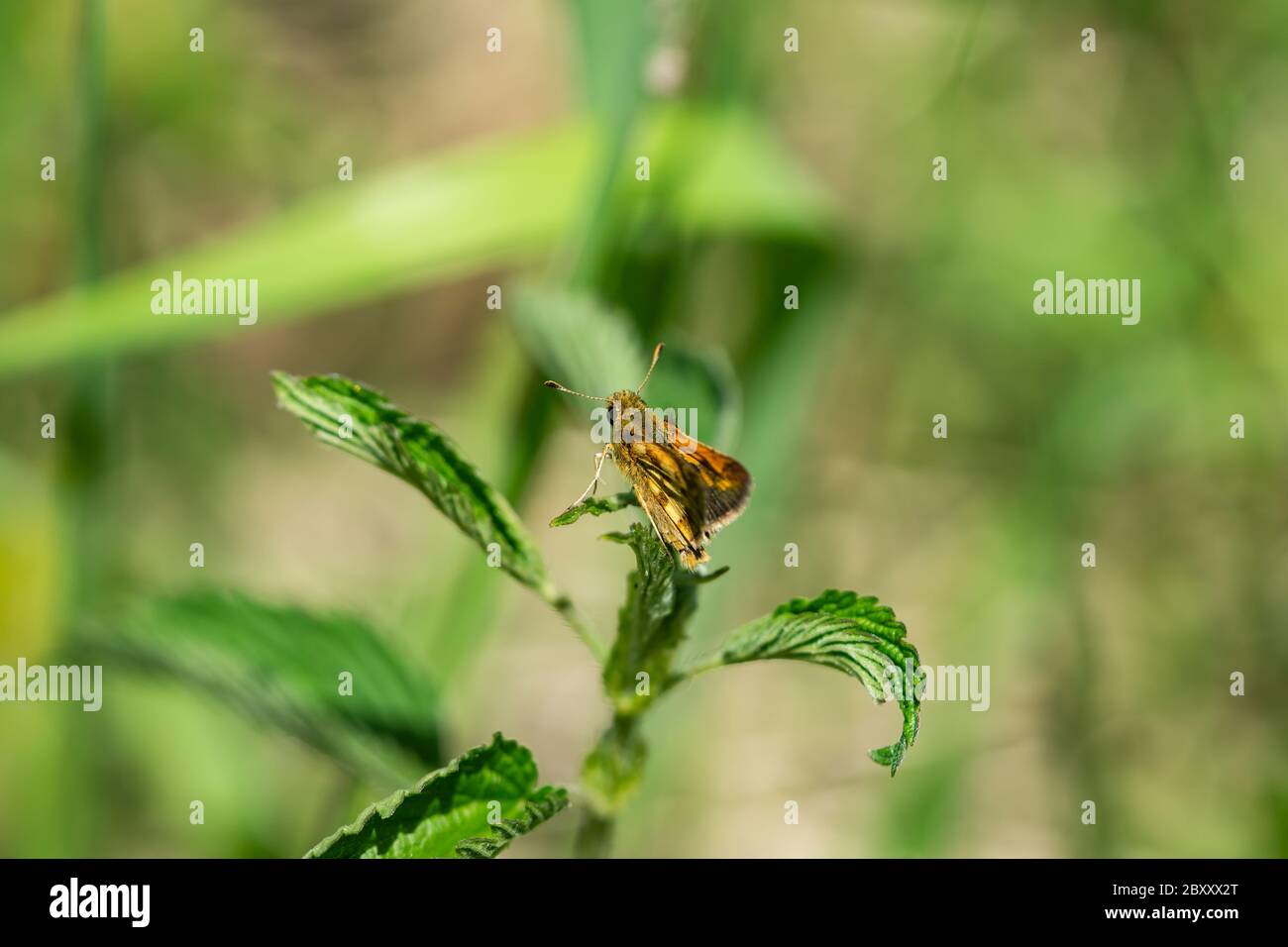 Peck's Skipper in primavera Foto Stock