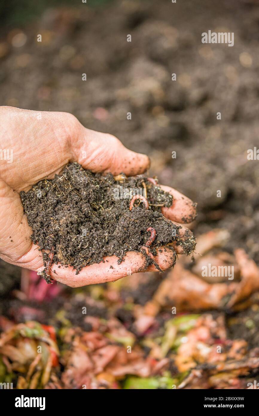 Mano dell'uomo che tiene i lombrichi comuni e entrachidae sopra un vaso di compostaggio del verme in Issaquah, Washington, Stati Uniti. I lombrichi derivano la loro nutrizione fra Foto Stock