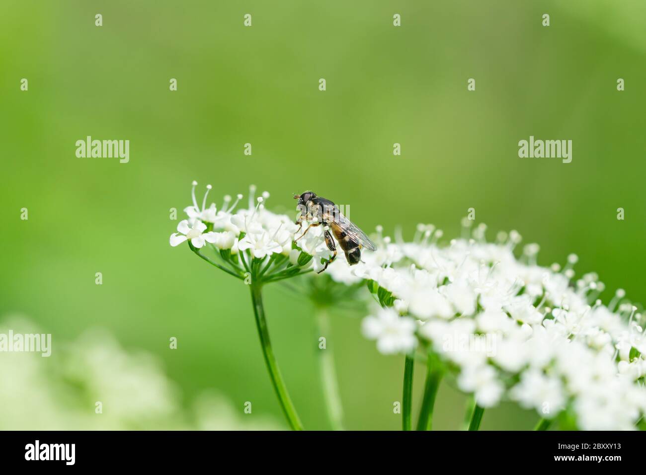 Volata con zampe spesse su fiori di ontano a terra Foto Stock