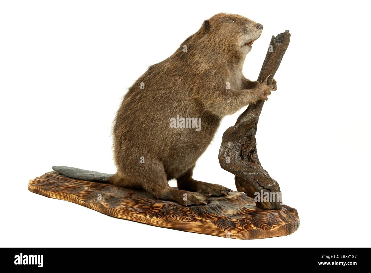 beaver. Foto Stock