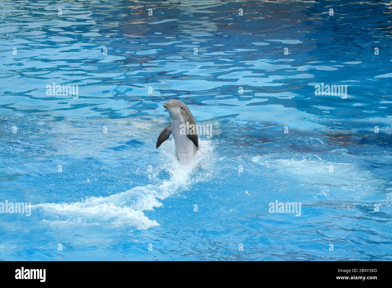 Nuoto con i delfini all'indietro in un chiaro blu piscina Foto Stock