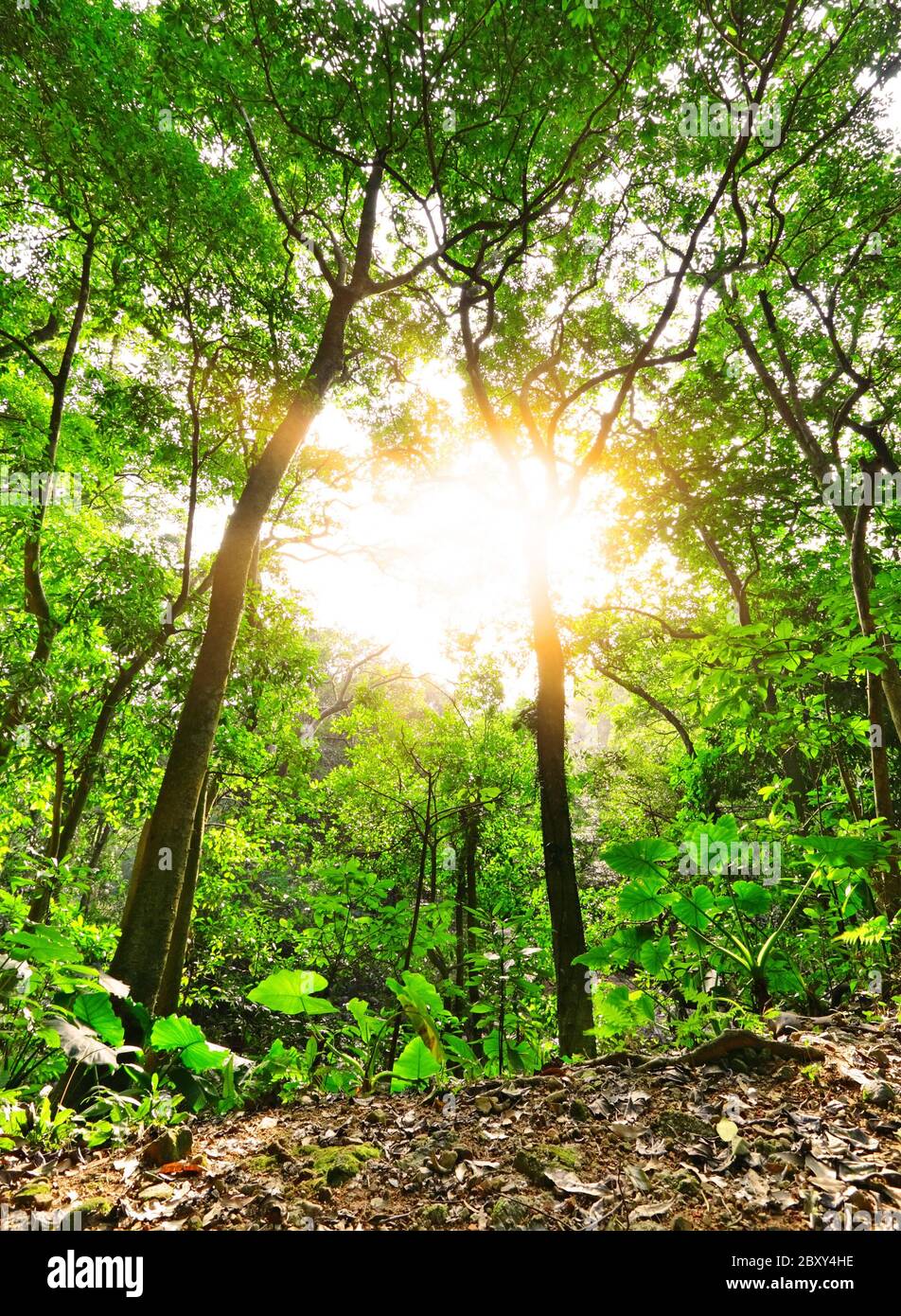 Il sole del mattino risplende attraverso la foresta verde Foto Stock