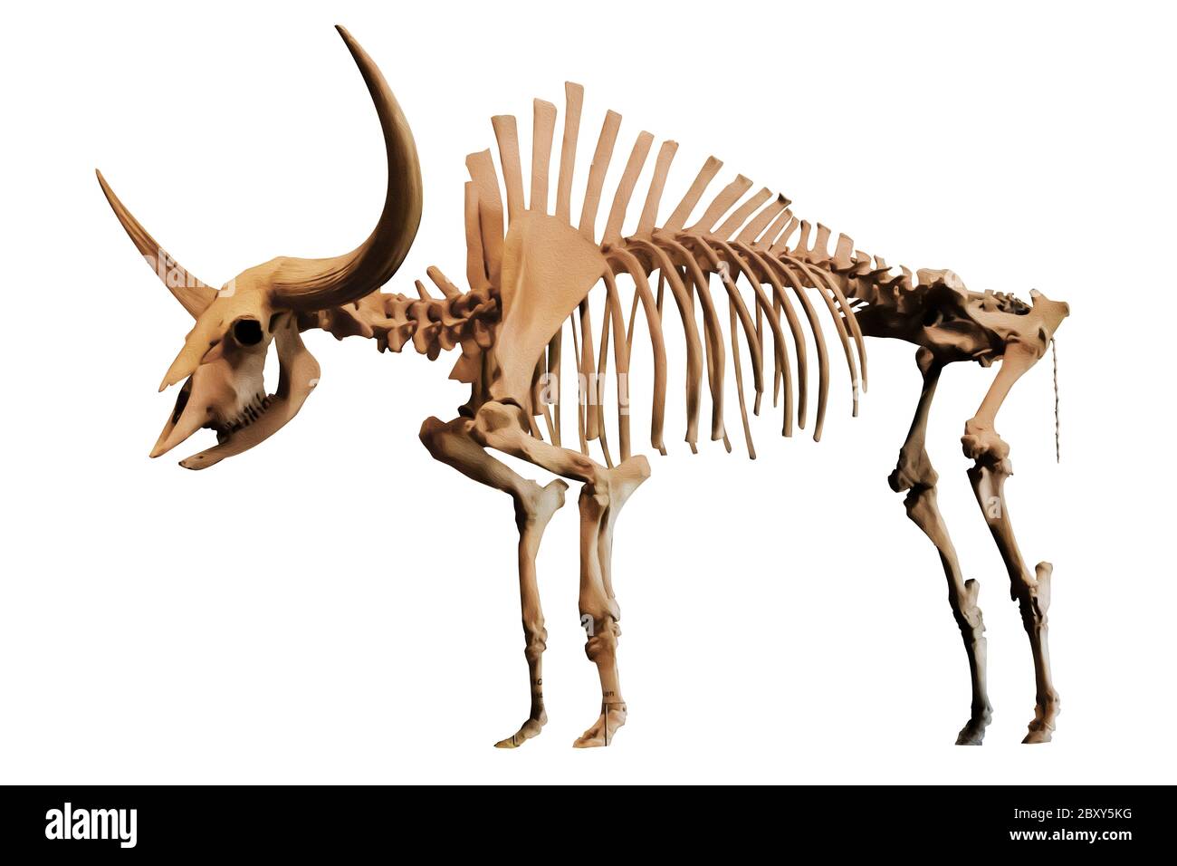 Fossile a corpo pieno di Bison Latifrons, bisonte gigante o bisonte dell'età del ghiaccio, isolato su sfondo bianco. Tracciato di ritaglio. Dal 25% al 50% più grande rispetto alla BI moderna Foto Stock