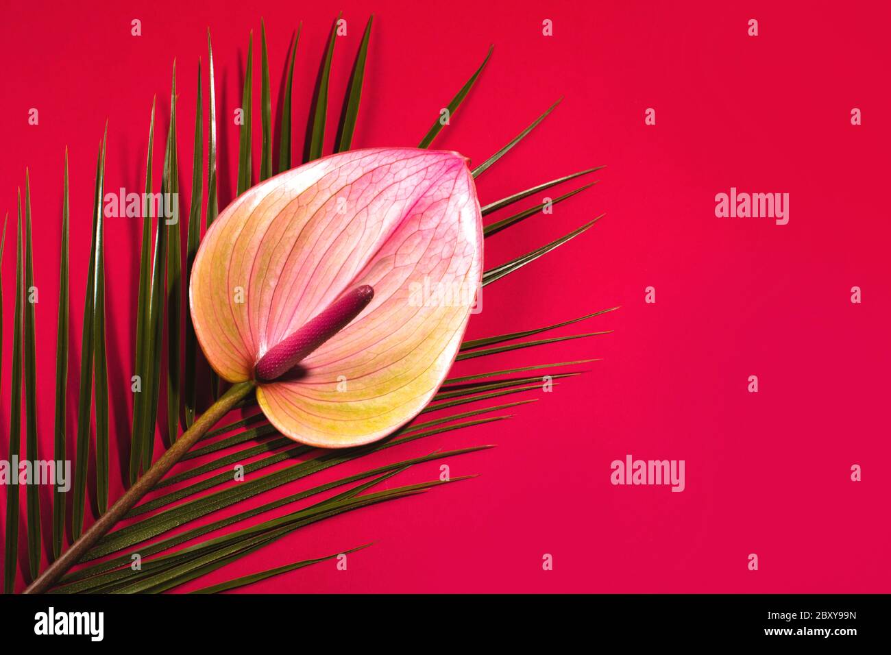 Bellissimo fiore di anhurium e foglia di palma su sfondo rosso. Modello tropicale, stile piatto. Posiziona per il testo. Foto Stock