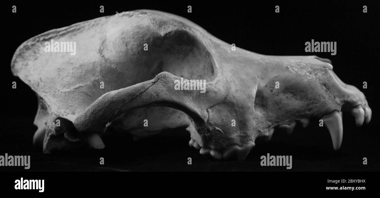 animale cranio lupo cane cocote ossa isolato morti denti fossili morte età Foto Stock