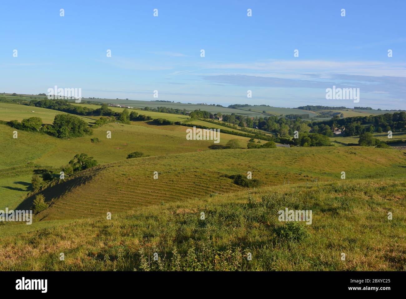 Vista di mattina presto, paesaggio di campi agricoli e verdi colline ondulate in estate, verso la frazione di Poyntington, Sherborne, Dorset, Inghilterra Foto Stock