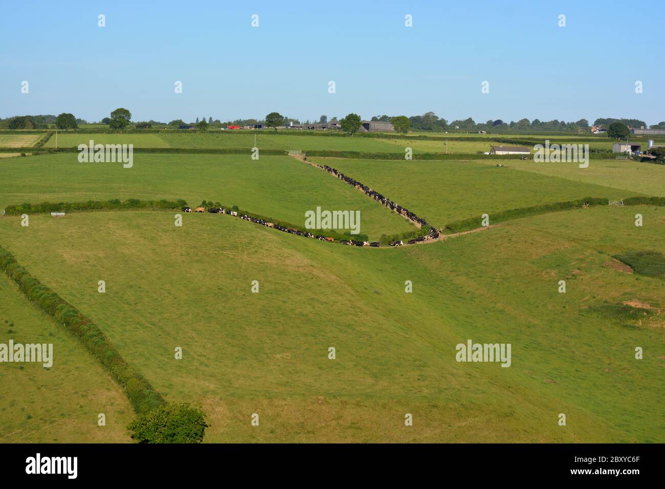 Paesaggio di campi verdi e colline ondulate, con un gregge di bestiame che viene spostato a pascolo aperto, Dorset, Inghilterra Foto Stock