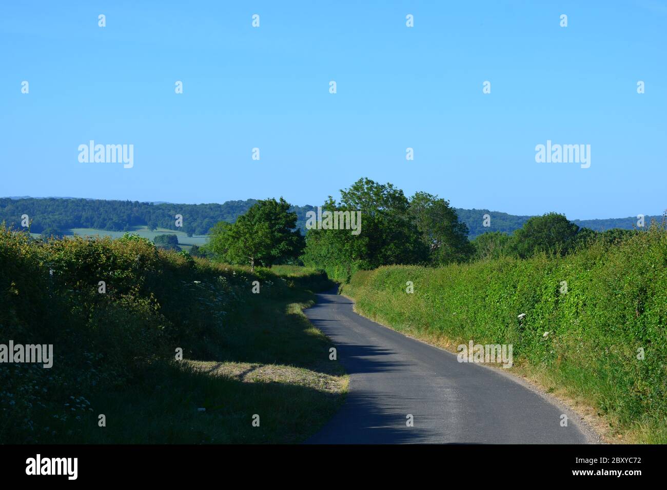 Tipica corsia di campagna inglese in estate, tra Oborne e Poyntington, Sherborne, Dorset, Inghilterra Foto Stock