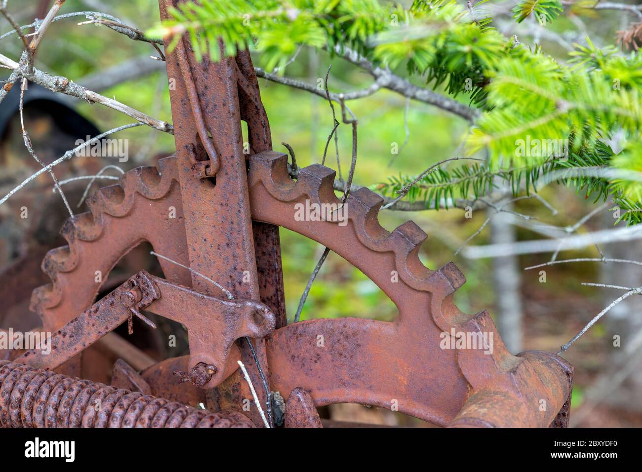 Vista in primo piano di una parte di un'antica macchina agricola arrugginita. Sembra essere un ingranaggio o un pignone. Foto Stock