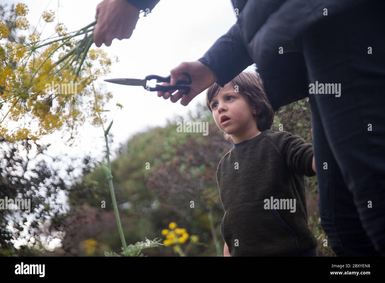 il ragazzo di 3 anni taglia e raccoglie fiori con la madre Foto Stock