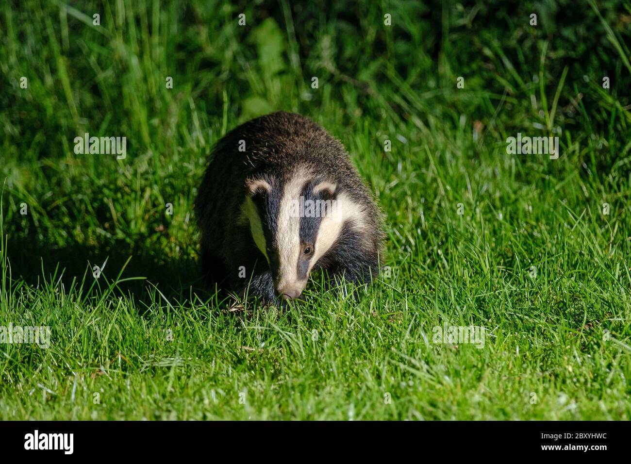 Un Badger in un campo vicino a Oakley Wood, Wawickshire, Regno Unito Foto Stock